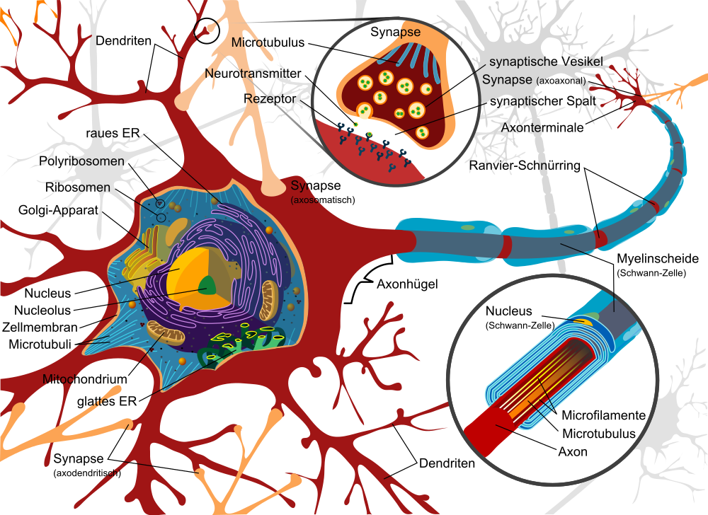 Schematische Ansicht einer Nervenzelle